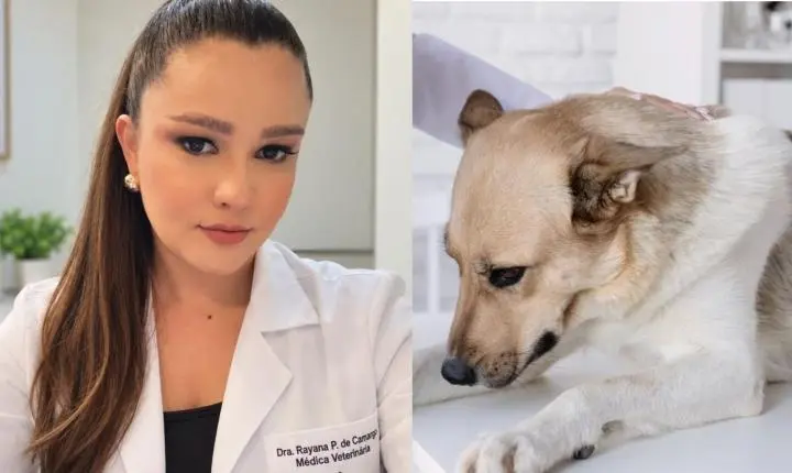 Médica veterinária de Jardim Alegre alerta sobre riscos de medicamentos humanos para animais