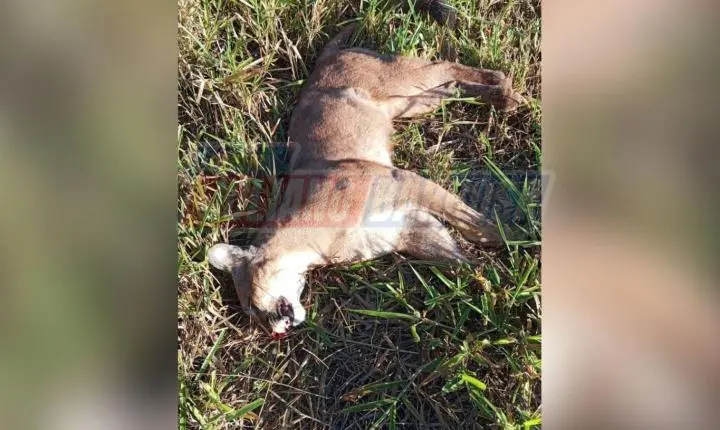 Possível onça-parda é encontrada morta na PR-170; morador de Jardim Alegre fez o registro