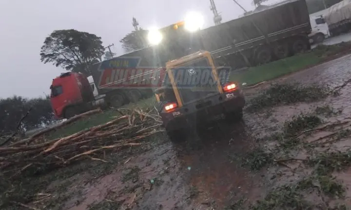 Servidores de Jardim Alegre e Corpo de Bombeiros retiram árvore de grande porte da PR-466