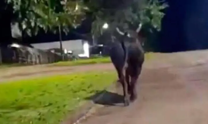 Touro escapa durante preparação de rodeio e mata mulher em Barbosa Ferraz