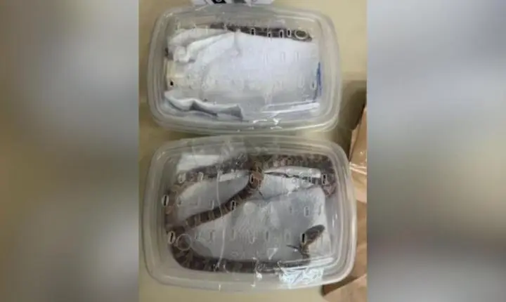 Três serpentes vivas são encontradas embaladas como encomenda em agência dos Correios de Cambé