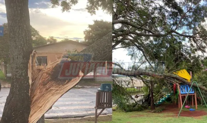 Ventos fortes causam queda de árvores em Jardim Alegre